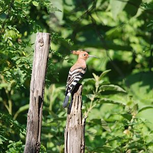 Eurasian Hoopoe at Bishangari Lodge, 14/10/14