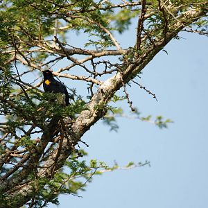 Red-shouldered Cuckooshrike at Bishangari Lodge, 14/10/14
