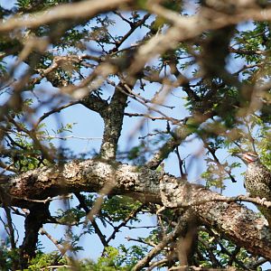 Nubian Woodpecker at Bishangari Lodge, 14/10/14