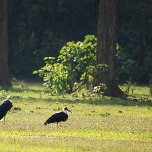 Woolly-necked Storks at Bishangari Lodge, 14/10/14