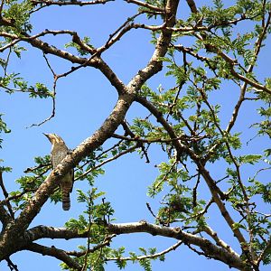 Eurasian Wryneck at Bishangari Lodge, 14/10/14