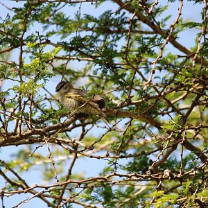 Red-shouldered Cuckooshrike at Bishangari Lodge, 14/10/14