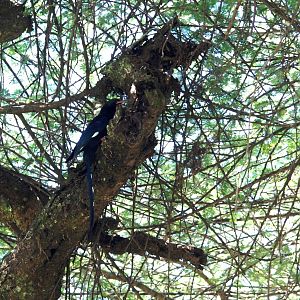 Black-billed Wood Hoopoe at Bishangari Lodge, 14/10/14