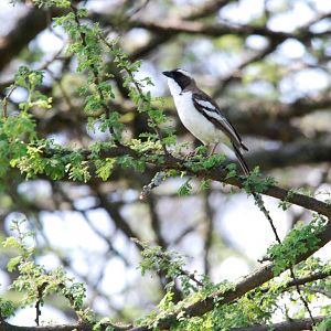White-browed Sparrow Weaver at Bishangari Lodge, 14/10/14