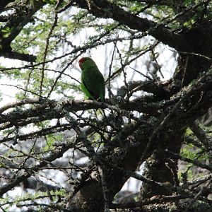 Black-winged Lovebird at Bishangari Lodge, 14/10/14