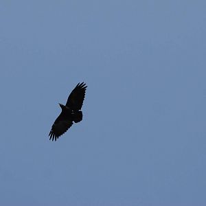 Fan-tailed Raven at Bishangari Lodge, 14/10/14