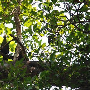 White-cheeked Turaco at Bishangari Lodge, 14/10/14