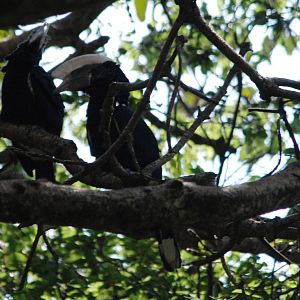 Silvery-cheeked Hornbills at Bishangari Lodge, 14/10/14
