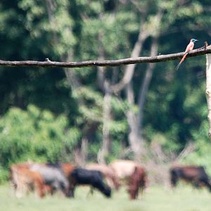 Northern Carmine Bee-eater at Bishangari Lodge, 14/10/14