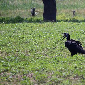 Abyssinian Ground Hornbill near Bishangari Lodge, 14/10/14