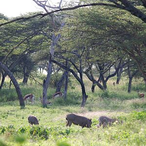 Bright's Gazelles and Common Warthogs at Abijatta-Shalla NP, 13/10/14
