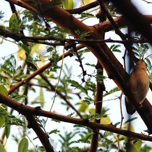 Red-faced Crombec at Abijatta-Shalla NP, 13/10/14