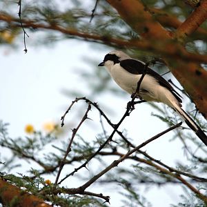 Grey-backed Fiscal at Abijatta-Shalla NP, 13/10/14