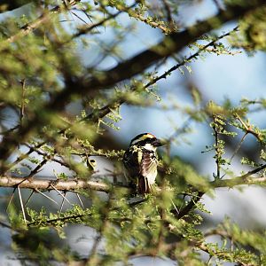 Red-fronted Barbet at Abijatta-Shalla NP, 13/10/14
