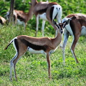 Bright's Gazelles at Abijatta-Shalla NP, 13/10/14