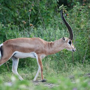 Bright's Gazelle at Abijatta-Shalla NP, 13/10/14