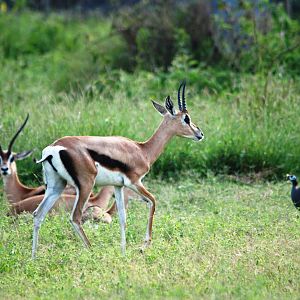 Bright's Gazelles and Helmeted Guineafowl at Abijatta-Shalla NP, 13/10/14