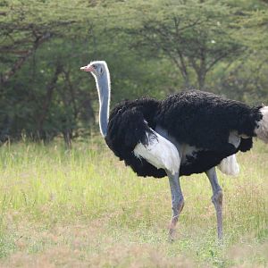 Somali Ostrich at Abijatta-Shalla NP, 13/10/14