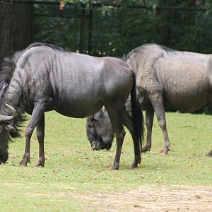 Blue wildebeests