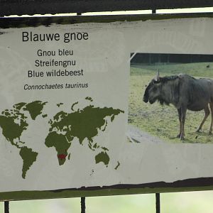 Sign Blue wildebeest