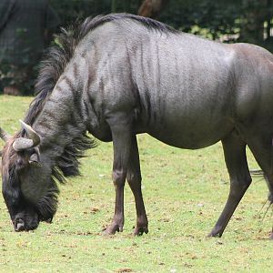 Blue wildebeest