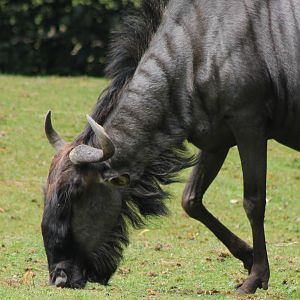 Blue wildebeest
