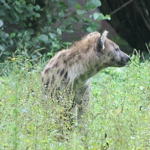 Spotted hyena