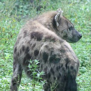 Spotted hyena