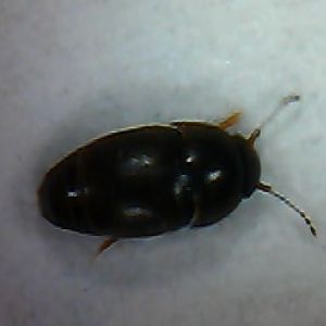 Feather-winged beetle