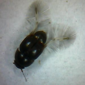 Feather-winged beetle