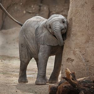 baby elephant