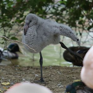 chilean flamingo chick