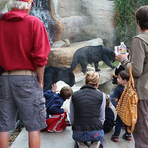 jaguar exhibit