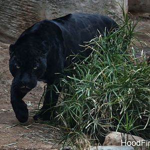 prowling jaguar