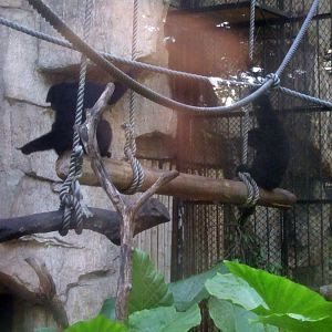 siamang - 2011