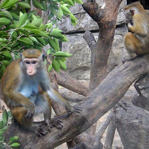 Toque macaque - 2011