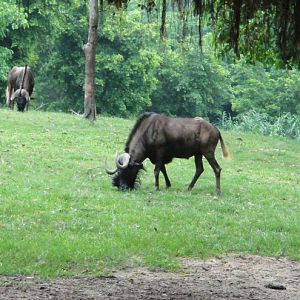 Black wildebeest - 2011