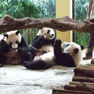 Giant pandas - 2011
