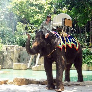 Borneo elephant bull - 2011