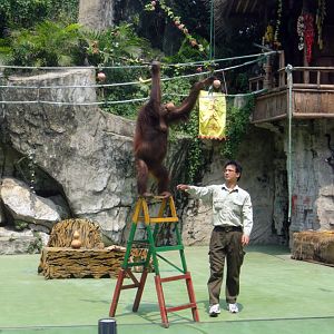 orangutan show - 2011