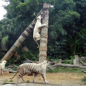 variant tigers - 2011