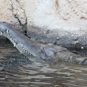 Slender-snouted crocodile
