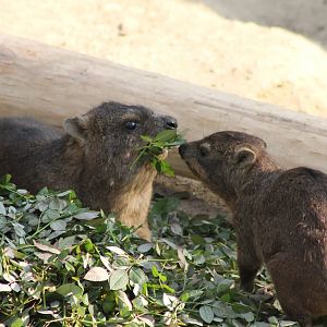 Rock hyraxes