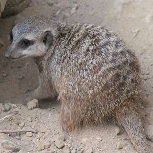 Meerkat