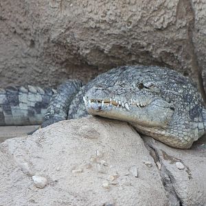 Nile crocodile