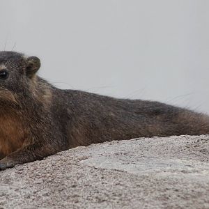 Rock hyrax