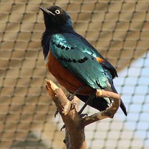 Superb starling
