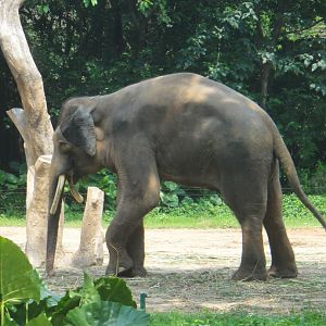 elephant bull - 2011