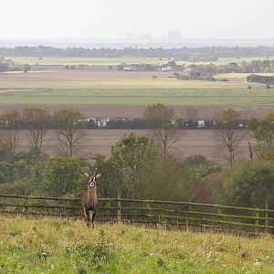 Roan antelope : Port Lympne : 17 Oct 2014