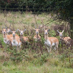 Blackbuck : Port Lympne : 17 Oct 2014